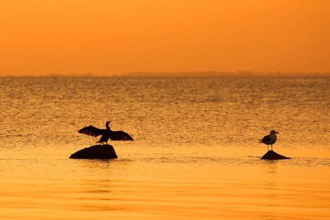 Great black-backed gull and great cormorant on rock, drying its wings silhouetted against orange