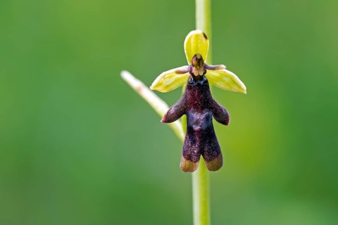 Fly orchid (Ophrys insectifera, Epipactis myodes) in flower in spring