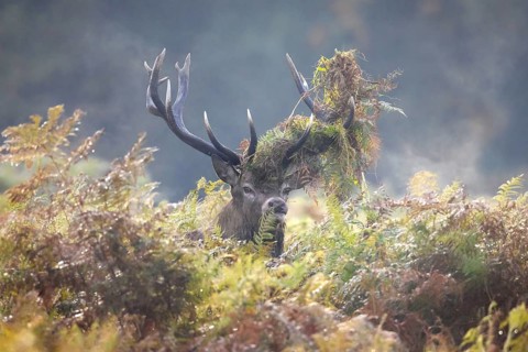 Red deer (Cervus elaphus) stag looking through bracken with antlers covered in ferns and vegetation