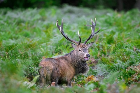 Red deer (Cervus elaphus) stag standing among bracken ferns while bellowing in forest during the