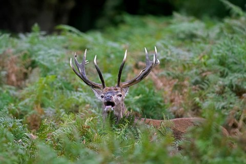 Red deer (Cervus elaphus) stag standing among bracken ferns while bellowing in forest during the