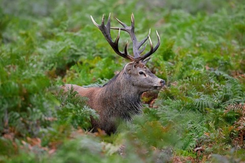Red deer (Cervus elaphus) stag standing among bracken ferns in forest during the rut in autumn,