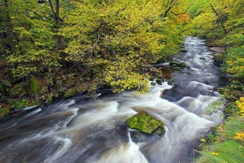 River Bode running through forest showing autumn colours, fall colors at Nature reserve Bode Valley