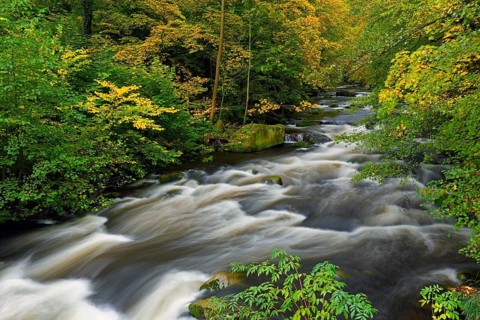 River Bode running through forest showing autumn colours, fall colors at Nature reserve Bode Valley