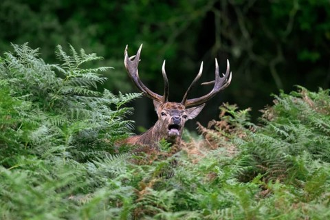 Red deer (Cervus elaphus) stag standing among bracken ferns while bellowing in forest during the