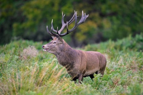 Red deer (Cervus elaphus) stag standing among bracken ferns in forest during the rut in autumn,