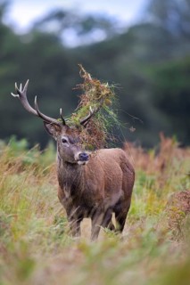 Red deer (Cervus elaphus) stag standing among bracken with antlers covered in ferns and vegetation