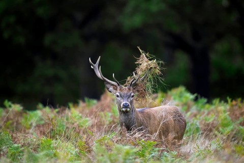 Red deer (Cervus elaphus) stag standing among bracken with antlers covered in ferns and vegetation
