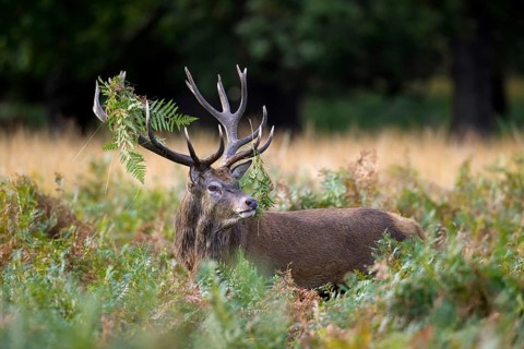 Red deer (Cervus elaphus) stag standing among bracken with antlers covered in ferns and vegetation