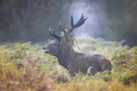 Red deer (Cervus elaphus) stag bellowing among bracken with antlers covered in ferns and vegetation