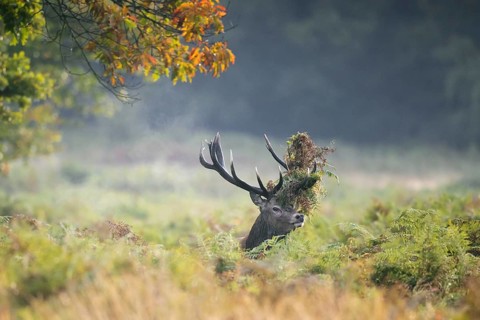 Red deer (Cervus elaphus) stag standing among bracken with antlers covered in ferns and vegetation