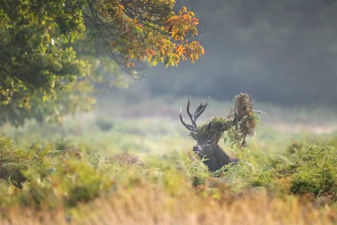 Red deer (Cervus elaphus) stag standing among bracken with antlers covered in ferns and vegetation