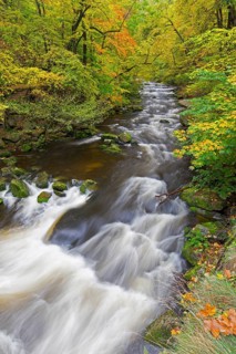 River Bode running through forest showing autumn colours, fall colors at Nature reserve Bode Valley