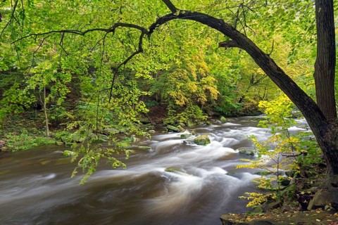 River Bode running through forest showing autumn colours, fall colors at Nature reserve Bode Valley
