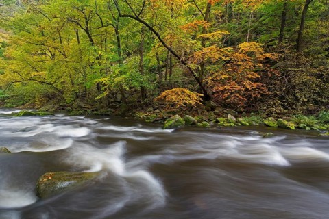 River Bode running through forest showing autumn colours, fall colors at Nature reserve Bode Valley