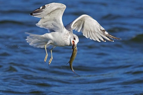 Common gull, sea mew (Larus canus) with big fish in beak flying over sea water along the North Sea
