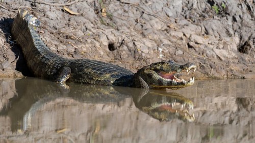Caiman (Caiman yacare) in Cuiaba River, Porto Jofre, Pantanal, Brazil, South America