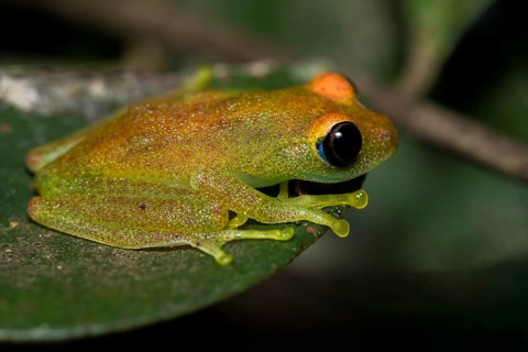 Green bright-eyed frog (Boophis viridis) from Andasibe, eastern Madagascar