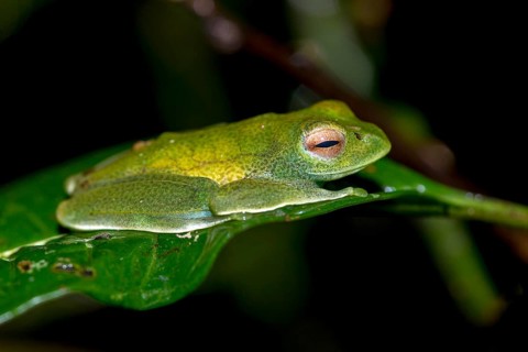 Boophis sp. (Boophis cf. eleane) from Ranomafana NP, eastern Madagascar