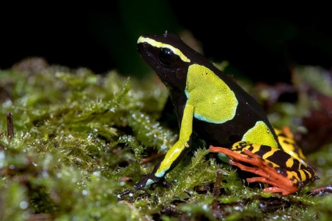 Baron's Mantella (Mantella baroni) from Ranomafana NP, eastern Madagascar