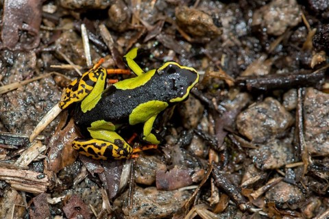 Baron's Mantella (Mantella baroni) from Ranomafana NP, eastern Madagascar