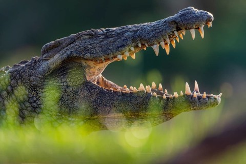 A large nile corcodille (Crocodylus niloticus) at Zimanga Private Reserve, South Africa, Africa