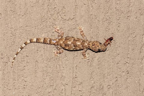 Tropical house gecko (Hemidactylus mabouia) feeding on insects in Zimanga, South Africa, Africa