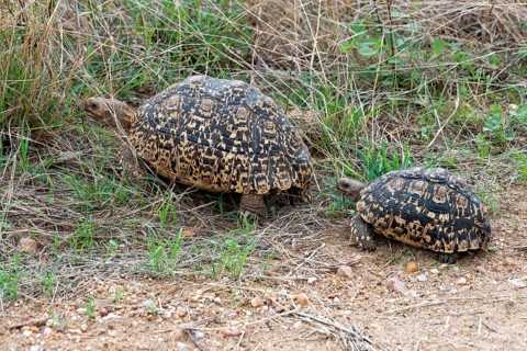 Pair of leopard tortoise (Stigmochelys pardalis) from Kruger NP, South Africa, Africa