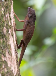 Comb-crested agamid (Gonocephalus liogaster) from Sepilok, Sabah, Borneo