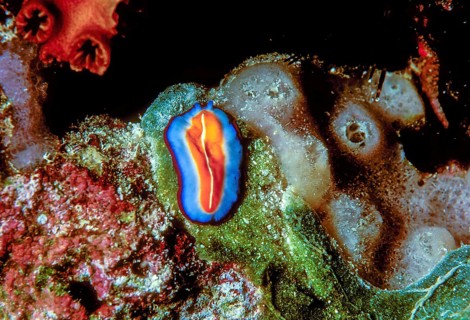 The terebellid flatworm Pseudoceros susanae from a coral reef in the maldives