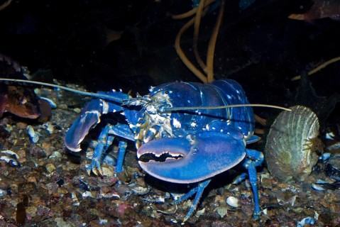Norwegian Lobster (Hommarus gammarus), rare blue color morph