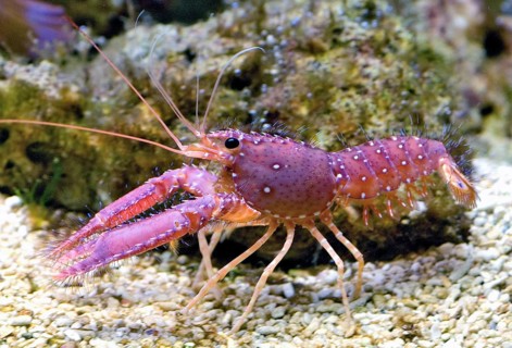 Hawaiian reef lobtser (Enoplometopus occidentalis)