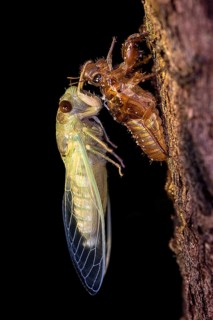 Large cicada (probably Dundubia sp.) moulting during night in the rainforest of Tanjung Puting
