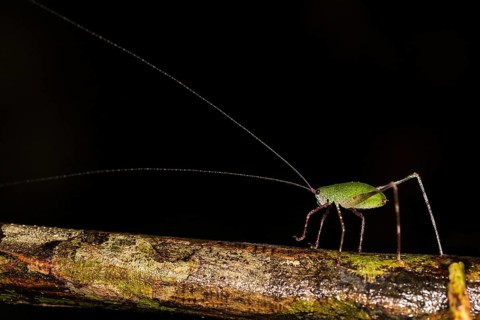 Beautiful katydid with very long antennae (probably a nymph) from the rainforest of Tanjung Puting