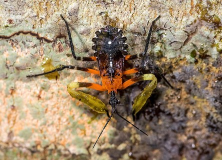 Resin assassin bug (Amulius sp., family Reduviidae) from the rainforest of Tanjung Puting Ntaional