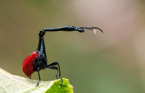 Male giraffe weevil (Trachelophorus giraffa) from Andasibe National Park, Madagascar, Africa