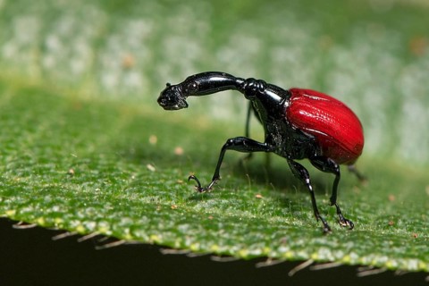 Female giraffe weevil (Trachelophorus giraffa) from Andasibe National Park, Madagascar, Africa