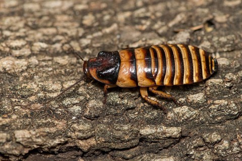 Male Madagascar hissing cockroach (Gromphadorhina portentosa) from Berenty, southern Madagascar
