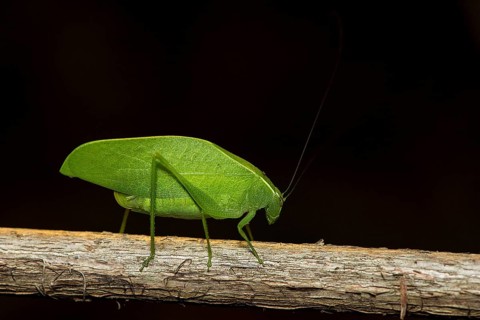 Unidentified leaf katydid from berenty, southern Madagascar