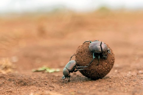 Dung beetles rolling a large dung ball in Zimanga Private Reserve, South Africa. Possibly Large
