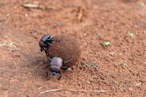 Dung beetle rolling dung in Zimanga Private Reserve, South Africa. Possibly Large Copper Dung