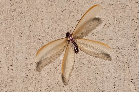 Winged form (alates) of termite (Odontotermes sp.) that swarmed for a short period (<24 hours) in