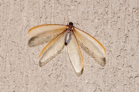 Winged form (alates) of termite (Odontotermes sp.) that swarmed for a short period (<24 hours) in