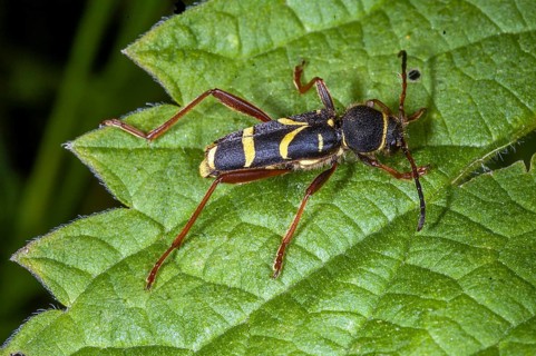 Wasp-mimicking lonhorn beetle (Clytus arietis) from south-western Norway