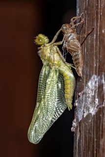 A nymph of the black-tailed skimmer (Orthetrum cancellatum) undergoes transition and becomes an