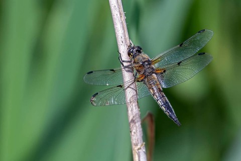 Four-spotted chaser (Libellula quadrimaculata, male) from Vejlerne, northern Denmark in June