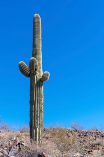 Saguaro cactus from Phoenix, Arizona, USA, North America