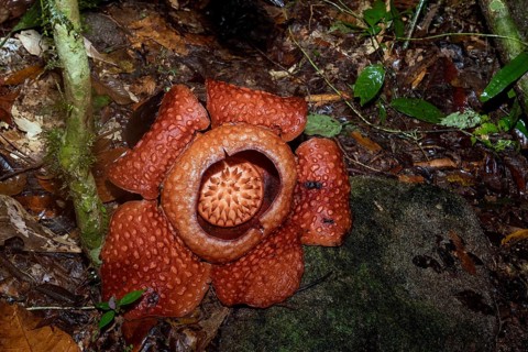 Giant flower of the parasitic Rafflesia tuan-mudae in Gundung Gading National Park, Sarawak, Borneo