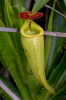 Well developed pitcher of the pitcher plant (Nephentes madagascariences) at wetlands close to