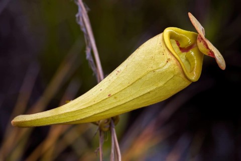 Well developed pitcher of the pitcher plant (Nephentes madagascariences) at wetlands close to